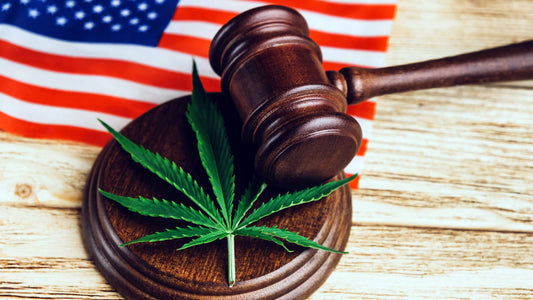 The Future of Marijuana Banking and Access to SBA Program