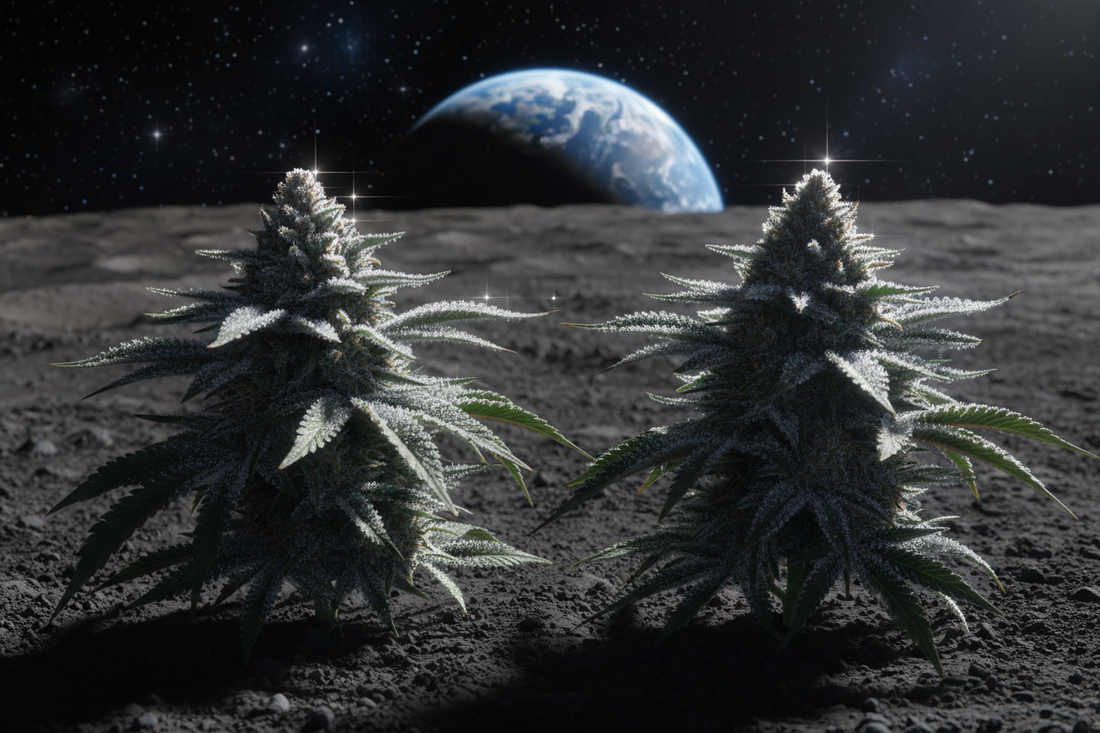 GSC: Galactic Process Takes Cultivar Beyond The Horizon